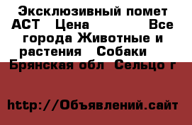 Эксклюзивный помет АСТ › Цена ­ 30 000 - Все города Животные и растения » Собаки   . Брянская обл.,Сельцо г.